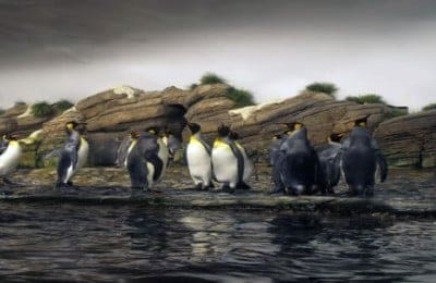 Comparing: Panda, Penguin and Hummingbird Google Updates