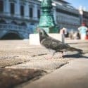 Google Pigeon – The Latest Algorithm Update