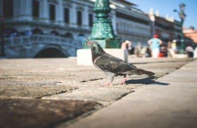 Google Pigeon – The Latest Algorithm Update