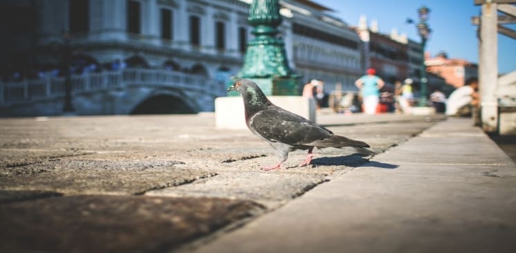 Google Pigeon – The Latest Algorithm Update
