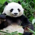 What is Google Panda 4.0?