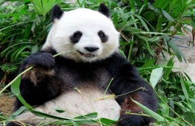 What is Google Panda 4.0?