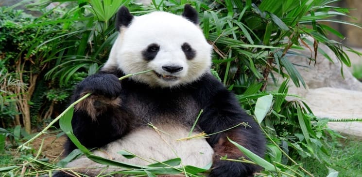 What is Google Panda 4.0?