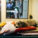Reach More Clients With Advanced Vet Marketing Agency Strategies