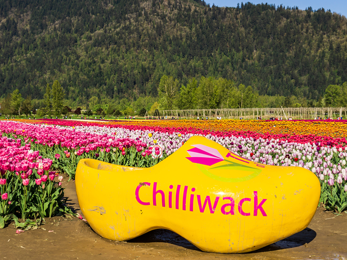 A large yellow wooden clog with Chilliwack written on it sits in front of colorful tulip fields, with green trees and a forested mountain in the background.