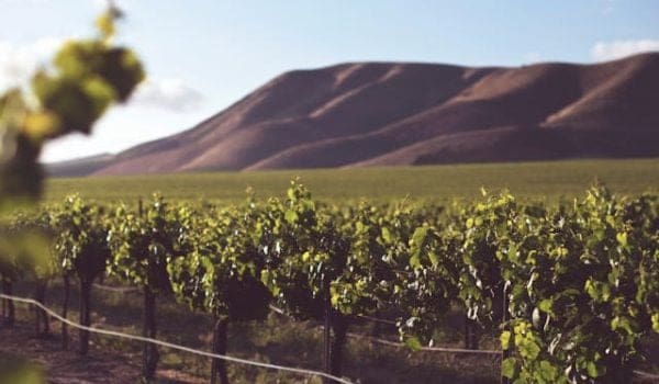 California Estate Winery Growth